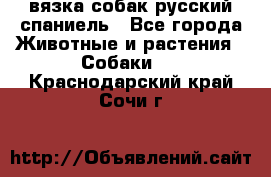 вязка собак русский спаниель - Все города Животные и растения » Собаки   . Краснодарский край,Сочи г.